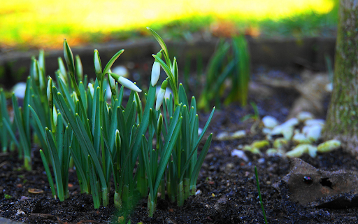 Plant flowers next to the tree from Chrome web store to be run with OffiDocs Chromium online Plant flowers next to the tree from Chrome web store to be run with OffiDocs Chromium online