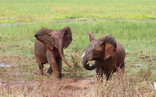 Playful Elephants from Chrome web store to be run with OffiDocs Chromium online Playful Elephants from Chrome web store to be run with OffiDocs Chromium online