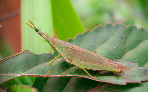 Pointy headed grasshopper from Chrome web store to be run with OffiDocs Chromium online Pointy headed grasshopper from Chrome web store to be run with OffiDocs Chromium online