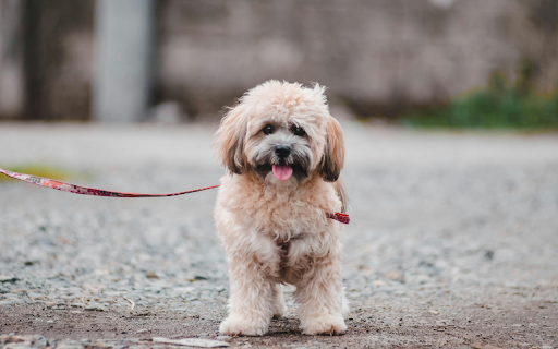 Portrait of Lhassa Apso Dog on Street from Chrome web store to be run with OffiDocs Chromium online Portrait of Lhassa Apso Dog on Street from Chrome web store to be run with OffiDocs Chromium online