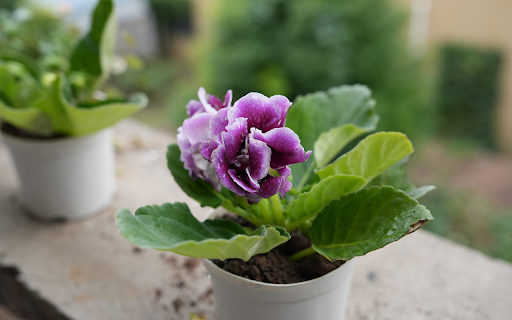 Pretty flower pots from Chrome web store to be run with OffiDocs Chromium online Pretty flower pots from Chrome web store to be run with OffiDocs Chromium online