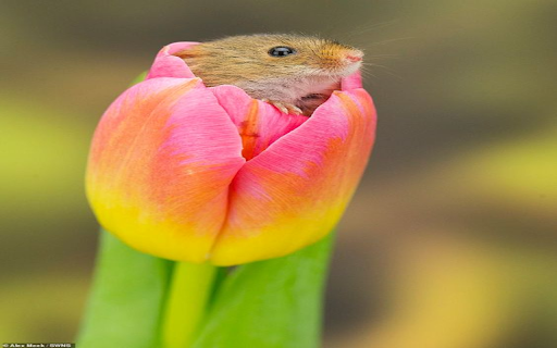 Puppies and tulips wallpaper from Chrome web store to be run with OffiDocs Chromium online Puppies and tulips wallpaper from Chrome web store to be run with OffiDocs Chromium online