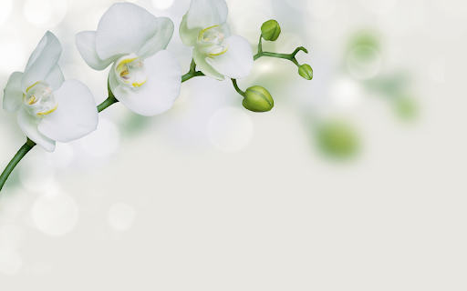 Pure white orchids from Chrome web store to be run with OffiDocs Chromium online Pure white orchids from Chrome web store to be run with OffiDocs Chromium online