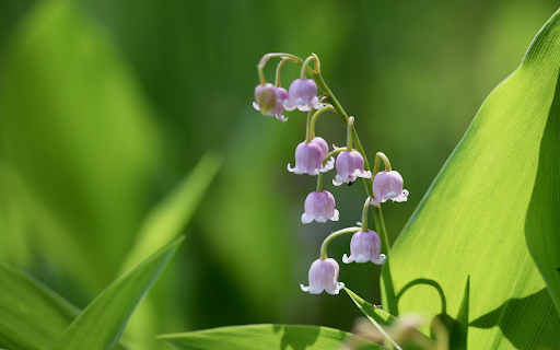 Purple bell flower branch from Chrome web store to be run with OffiDocs Chromium online Purple bell flower branch from Chrome web store to be run with OffiDocs Chromium online