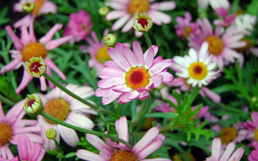Purple chrysanthemums from Chrome web store to be run with OffiDocs Chromium online Purple chrysanthemums from Chrome web store to be run with OffiDocs Chromium online