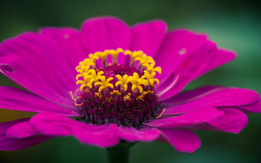 Purple flower from Chrome web store to be run with OffiDocs Chromium online Purple flower from Chrome web store to be run with OffiDocs Chromium online