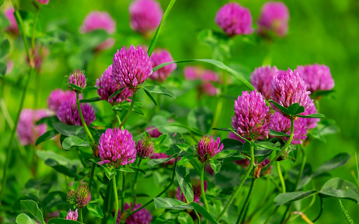 Purple flower garden blooms from Chrome web store to be run with OffiDocs Chromium online Purple flower garden blooms from Chrome web store to be run with OffiDocs Chromium online