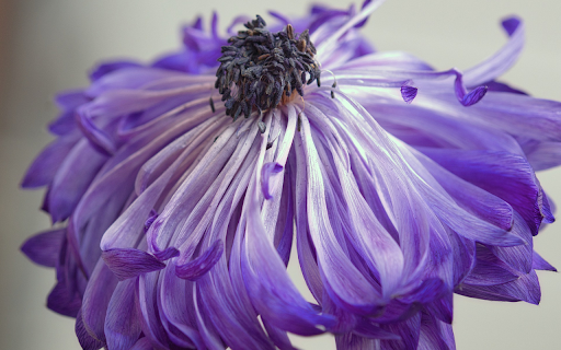 Purple flowers fade from Chrome web store to be run with OffiDocs Chromium online Purple flowers fade from Chrome web store to be run with OffiDocs Chromium online