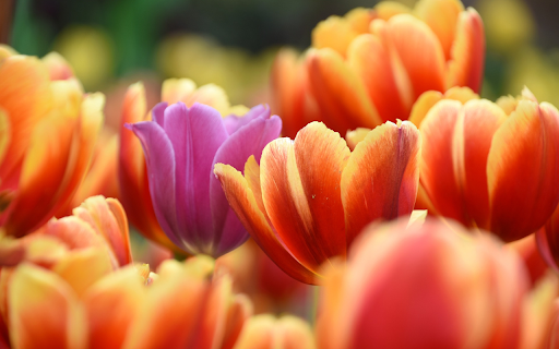 Purple flowers, orange flowers from Chrome web store to be run with OffiDocs Chromium online Purple flowers, orange flowers from Chrome web store to be run with OffiDocs Chromium online