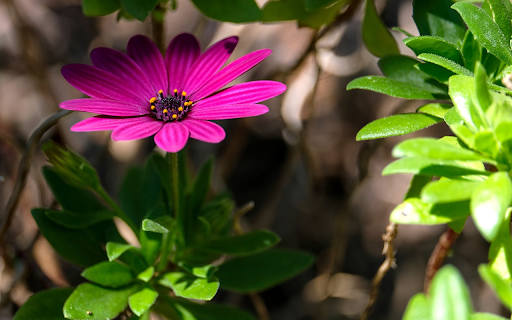 Purple Flowers with Open Petals from Chrome web store to be run with OffiDocs Chromium online Purple Flowers with Open Petals from Chrome web store to be run with OffiDocs Chromium online