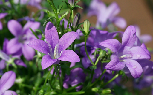 Purple flowers with white pistils from Chrome web store to be run with OffiDocs Chromium online Purple flowers with white pistils from Chrome web store to be run with OffiDocs Chromium online