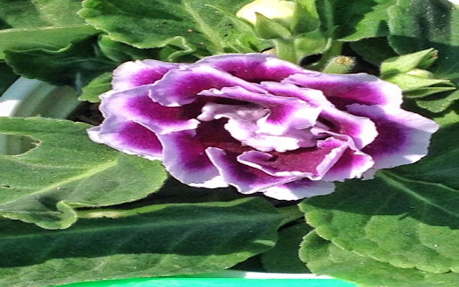 Purple hydrangea wallpaper from Chrome web store to be run with OffiDocs Chromium online Purple hydrangea wallpaper from Chrome web store to be run with OffiDocs Chromium online