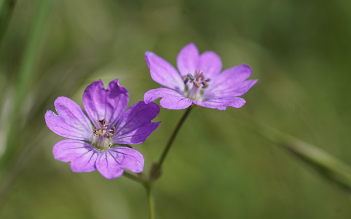 Purple Petals from Chrome web store to be run with OffiDocs Chromium online Purple Petals from Chrome web store to be run with OffiDocs Chromium online