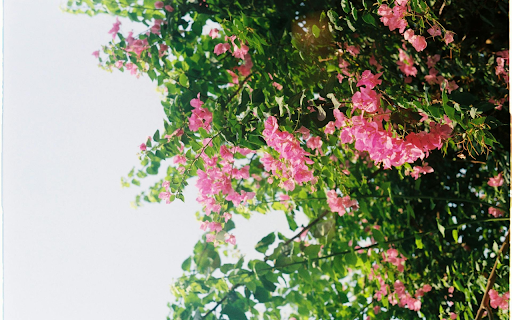 Purple pink bougainvillea from Chrome web store to be run with OffiDocs Chromium online Purple pink bougainvillea from Chrome web store to be run with OffiDocs Chromium online