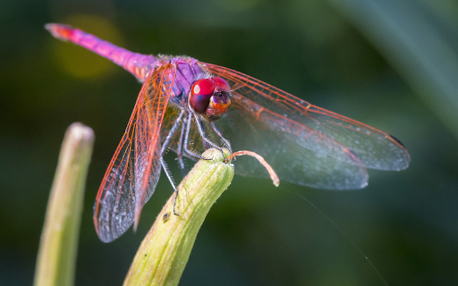 Purple pink dragonfly from Chrome web store to be run with OffiDocs Chromium online Purple pink dragonfly from Chrome web store to be run with OffiDocs Chromium online