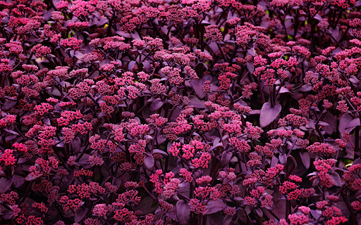 Purple rose stem from Chrome web store to be run with OffiDocs Chromium online Purple rose stem from Chrome web store to be run with OffiDocs Chromium online
