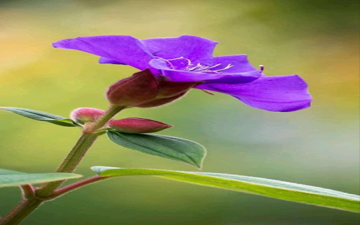 Purple sim flower wallpaper from Chrome web store to be run with OffiDocs Chromium online Purple sim flower wallpaper from Chrome web store to be run with OffiDocs Chromium online