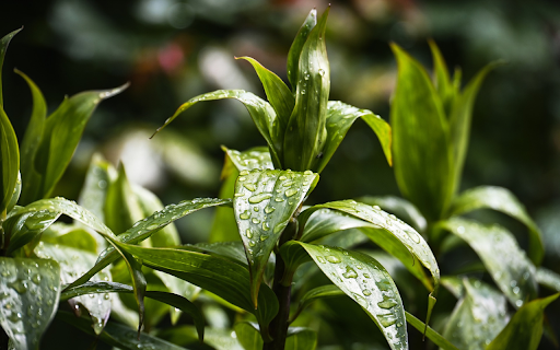 Raindrops and Leaves from Chrome web store to be run with OffiDocs Chromium online Raindrops and Leaves from Chrome web store to be run with OffiDocs Chromium online