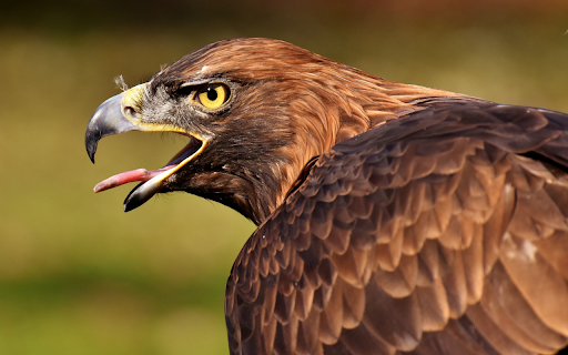 Raptors from Chrome web store to be run with OffiDocs Chromium online Raptors from Chrome web store to be run with OffiDocs Chromium online