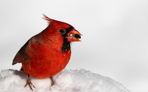 Red bird and snow from Chrome web store to be run with OffiDocs Chromium online Red bird and snow from Chrome web store to be run with OffiDocs Chromium online