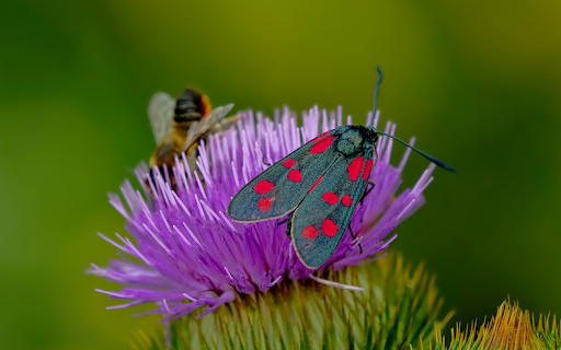 Red dotted butterfly from Chrome web store to be run with OffiDocs Chromium online Red dotted butterfly from Chrome web store to be run with OffiDocs Chromium online