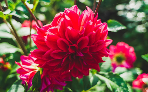 Red flowers from Chrome web store to be run with OffiDocs Chromium online Red flowers from Chrome web store to be run with OffiDocs Chromium online