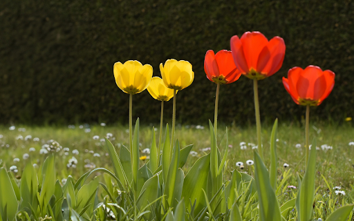 Red Flowers Yellow Flowers from Chrome web store to be run with OffiDocs Chromium online Red Flowers Yellow Flowers from Chrome web store to be run with OffiDocs Chromium online