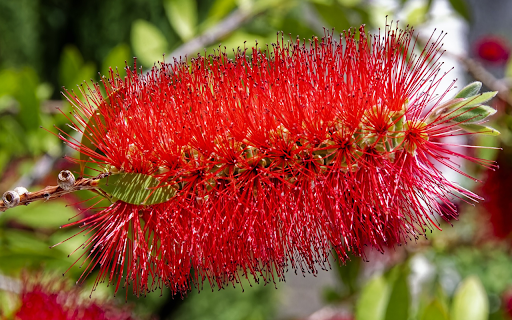 Red foxtail flower from Chrome web store to be run with OffiDocs Chromium online Red foxtail flower from Chrome web store to be run with OffiDocs Chromium online