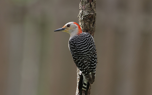 Red headed Woodpecker from Chrome web store to be run with OffiDocs Chromium online Red headed Woodpecker from Chrome web store to be run with OffiDocs Chromium online