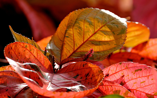 Red leaf bonsai from Chrome web store to be run with OffiDocs Chromium online Red leaf bonsai from Chrome web store to be run with OffiDocs Chromium online