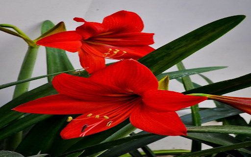 red lily wallpaper from Chrome web store to be run with OffiDocs Chromium online red lily wallpaper from Chrome web store to be run with OffiDocs Chromium online