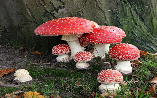 Red mushroom wallpaper from Chrome web store to be run with OffiDocs Chromium online Red mushroom wallpaper from Chrome web store to be run with OffiDocs Chromium online