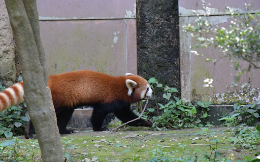 Red panda and striped tail. from Chrome web store to be run with OffiDocs Chromium online Red panda and striped tail. from Chrome web store to be run with OffiDocs Chromium online