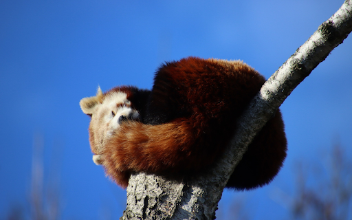 Red Panda Sleeping from Chrome web store to be run with OffiDocs Chromium online Red Panda Sleeping from Chrome web store to be run with OffiDocs Chromium online