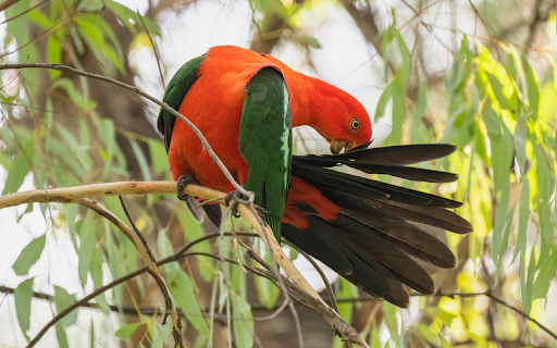 Red parrot from Chrome web store to be run with OffiDocs Chromium online Red parrot from Chrome web store to be run with OffiDocs Chromium online