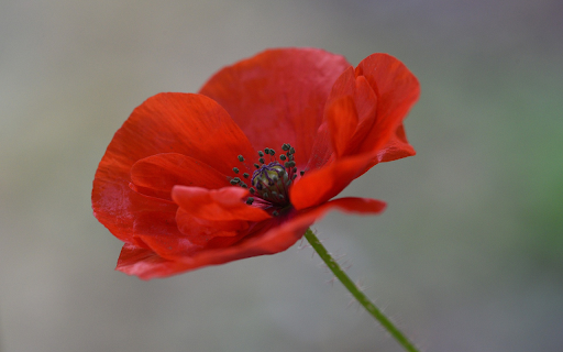 Red petaled flower from Chrome web store to be run with OffiDocs Chromium online Red petaled flower from Chrome web store to be run with OffiDocs Chromium online