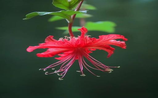 Red Tassel Hibiscus Wallpaper from Chrome web store to be run with OffiDocs Chromium online Red Tassel Hibiscus Wallpaper from Chrome web store to be run with OffiDocs Chromium online