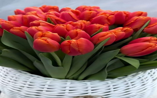 Red tulip bouquet wallpaper from Chrome web store to be run with OffiDocs Chromium online Red tulip bouquet wallpaper from Chrome web store to be run with OffiDocs Chromium online