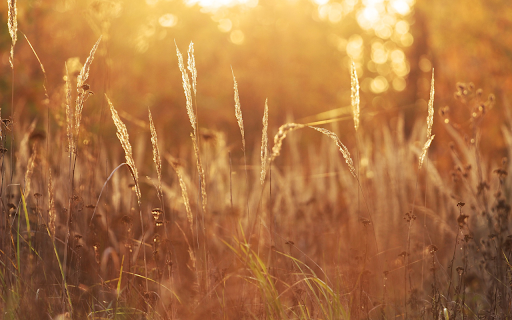 Reed grows from Chrome web store to be run with OffiDocs Chromium online Reed grows from Chrome web store to be run with OffiDocs Chromium online