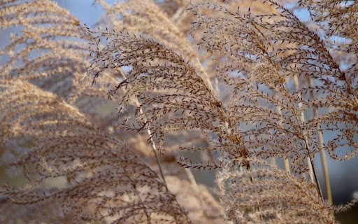 REED Theme from Chrome web store to be run with OffiDocs Chromium online REED Theme from Chrome web store to be run with OffiDocs Chromium online