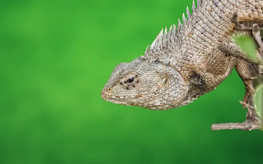 REPTILES Theme from Chrome web store to be run with OffiDocs Chromium online REPTILES Theme from Chrome web store to be run with OffiDocs Chromium online