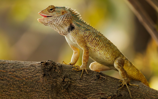 Reptile with sharp scales from Chrome web store to be run with OffiDocs Chromium online Reptile with sharp scales from Chrome web store to be run with OffiDocs Chromium online