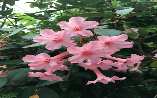 Rhododendron Wallpaper from Chrome web store to be run with OffiDocs Chromium online Rhododendron Wallpaper from Chrome web store to be run with OffiDocs Chromium online