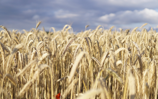 Ripe barley field from Chrome web store to be run with OffiDocs Chromium online Ripe barley field from Chrome web store to be run with OffiDocs Chromium online