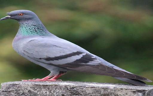 rock dove wallpaper from Chrome web store to be run with OffiDocs Chromium online rock dove wallpaper from Chrome web store to be run with OffiDocs Chromium online