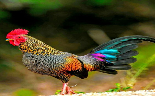 rooster wallpaper from Chrome web store to be run with OffiDocs Chromium online rooster wallpaper from Chrome web store to be run with OffiDocs Chromium online