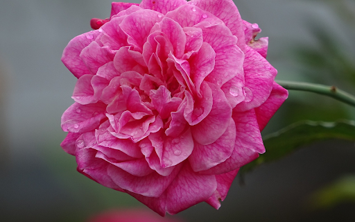 Rose and Water Drops from Chrome web store to be run with OffiDocs Chromium online Rose and Water Drops from Chrome web store to be run with OffiDocs Chromium online