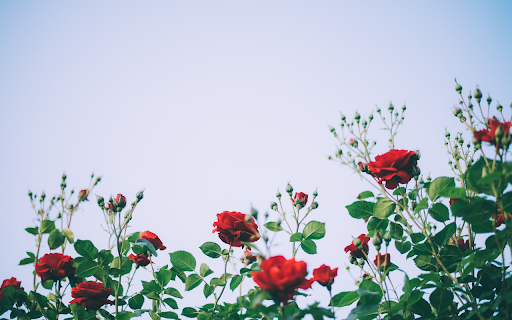 Rose fields from Chrome web store to be run with OffiDocs Chromium online Rose fields from Chrome web store to be run with OffiDocs Chromium online