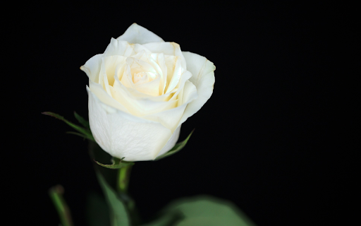 Rose in the night from Chrome web store to be run with OffiDocs Chromium online Rose in the night from Chrome web store to be run with OffiDocs Chromium online