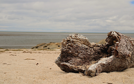 Rotten tree stump on the sea from Chrome web store to be run with OffiDocs Chromium online Rotten tree stump on the sea from Chrome web store to be run with OffiDocs Chromium online